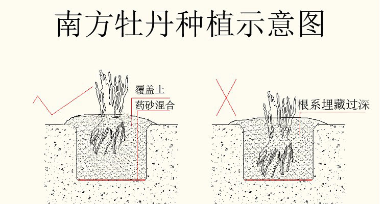 南方牡丹种植方法示意图.jpg