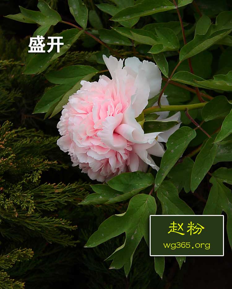 盛开的赵粉牡丹.jpg