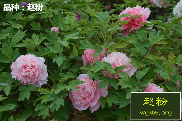 粉色牡丹品种-赵粉.jpg