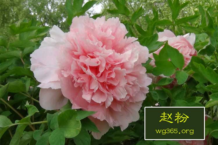 粉色牡丹-赵粉.jpg