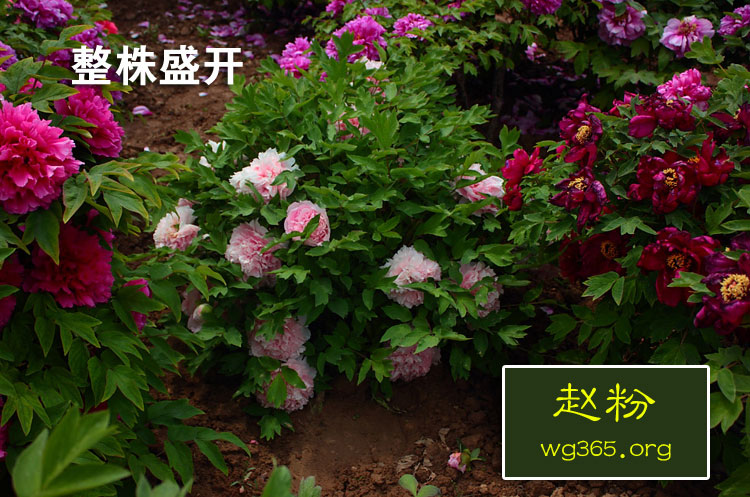 整株盛开的赵粉牡丹花.jpg