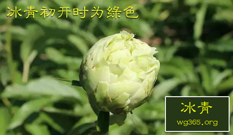 绿芍药冰青.jpg