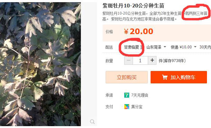 甘肃地区的一些种植户卖的2-3年生紫斑牡丹苗价格.jpg