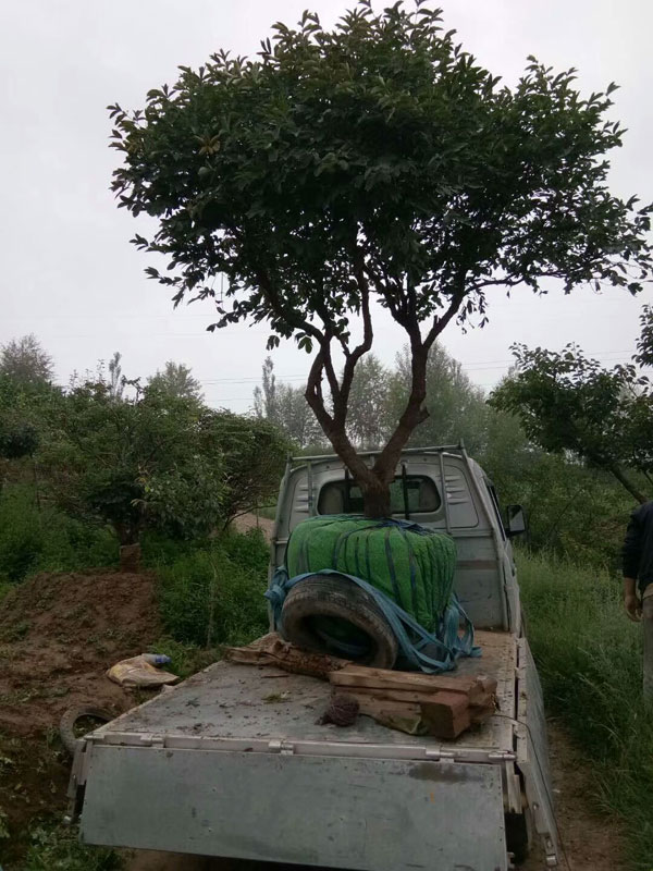 几十年的紫斑牡丹树装车.jpg