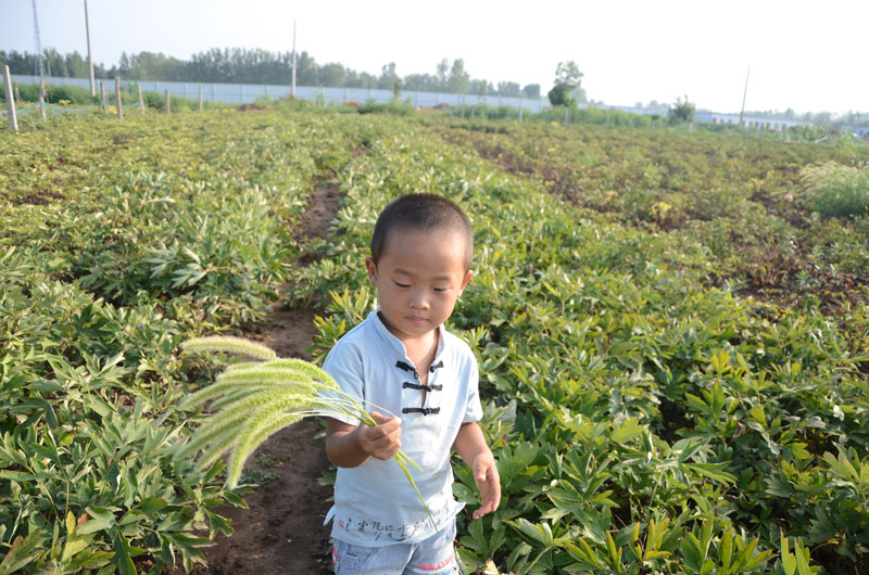 菏泽牡丹种植基地实拍