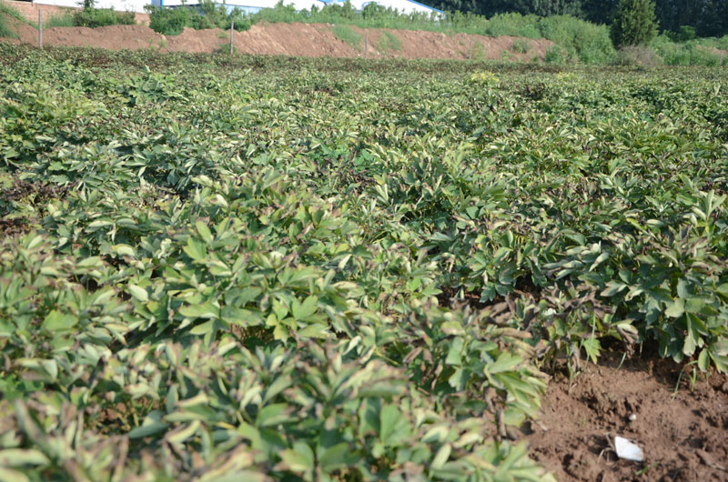 菏泽牡丹种植基地观赏牡丹花苗实景图片.jpg