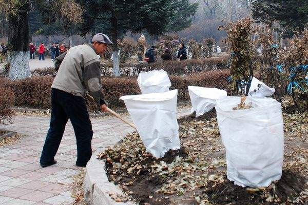 牡丹冬季捆绑包裹枝条防寒.jpg