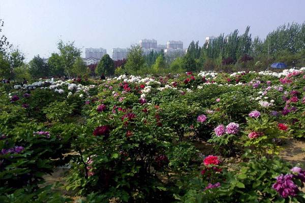 牡丹花会.jpg