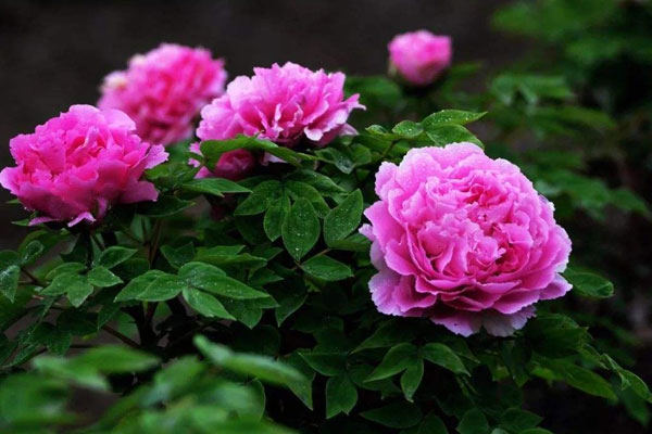 牡丹花.jpg 牡丹花.jpg