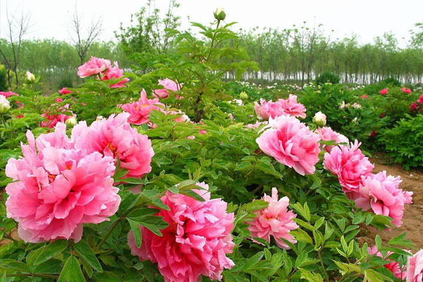 牡丹花.jpg 牡丹花.jpg