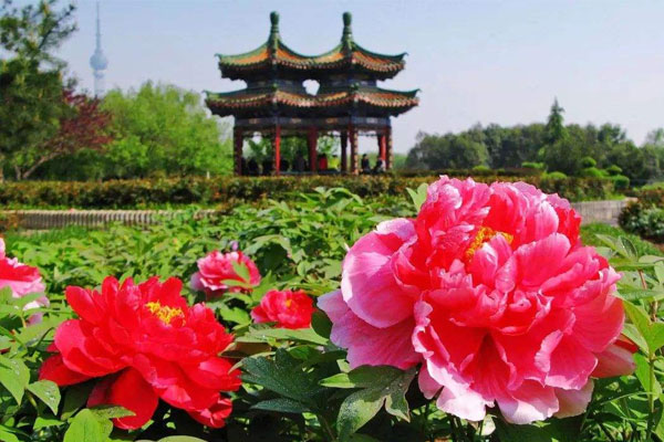 牡丹花.jpg