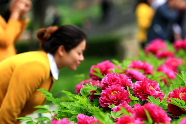 洛阳牡丹花会.jpg