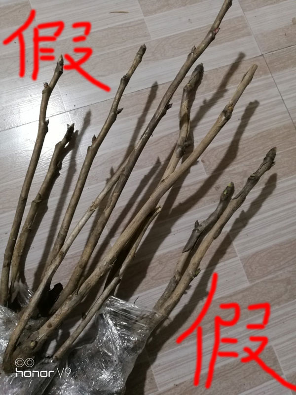 假观赏牡丹花苗.jpg