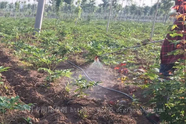 牡丹除草剂.jpg
