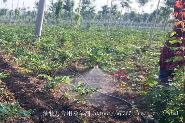 牡丹除草剂.jpg