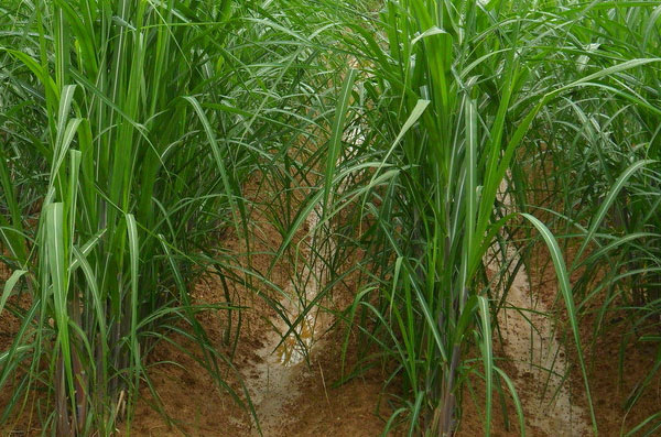 北方种植甘蔗.jpg