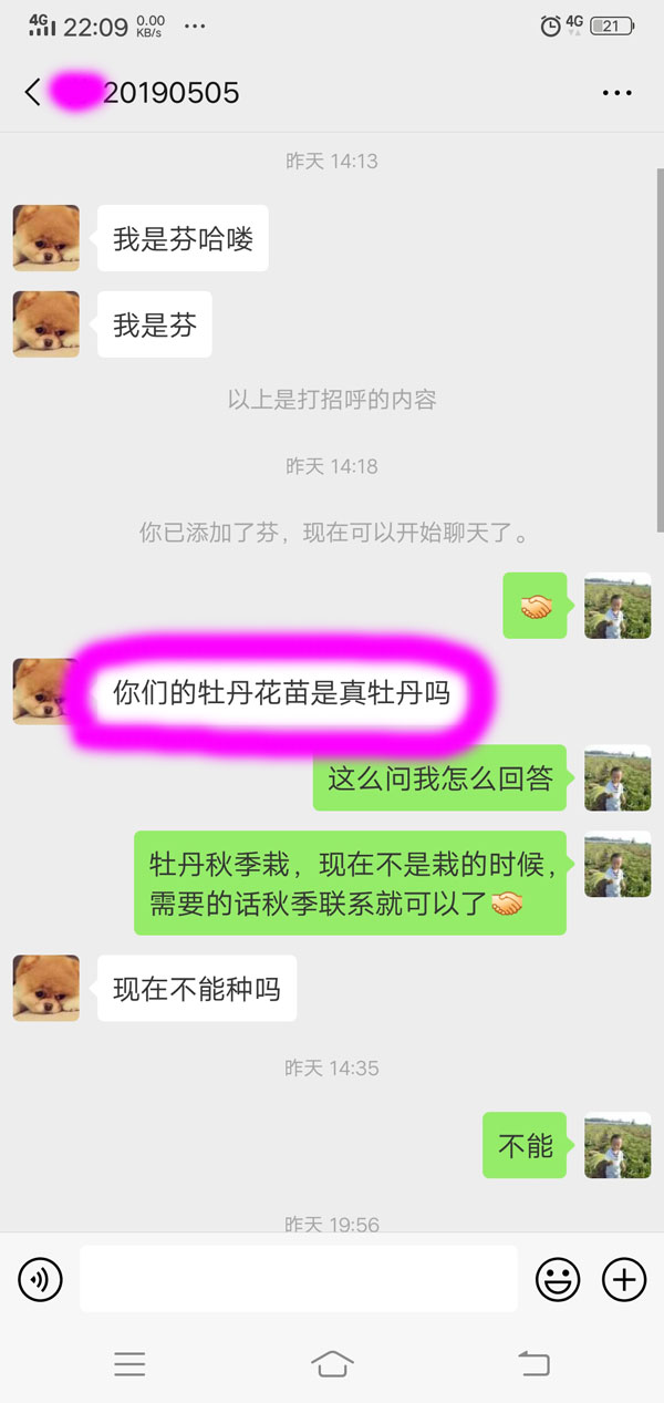 牡丹花苗怎么辨别真假.jpg