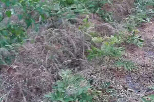 牡丹除草剂.jpg