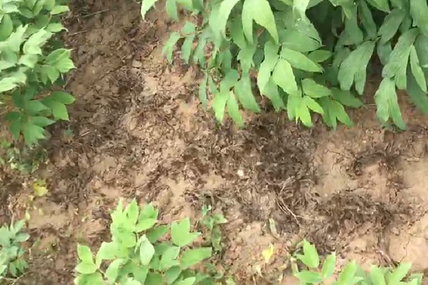 牡丹除草剂.jpg
