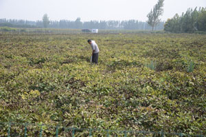 菏泽市牡丹区牡丹种植基地哪家好？