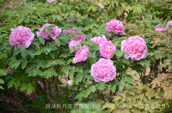 牡丹花苗.jpg 牡丹花苗.jpg