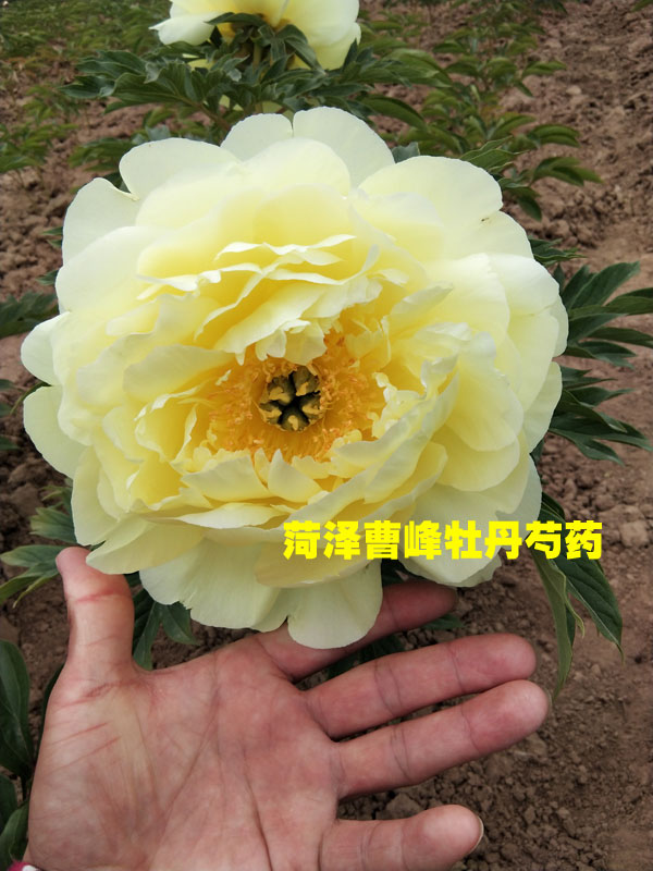 菏泽曹峰牡丹芍药03.jpg