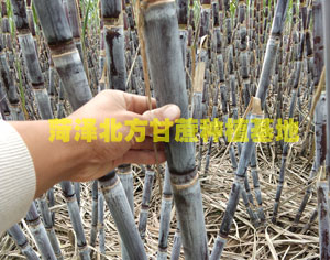 北方甘蔗苗哪里可以买到？北方甘蔗苗批发价格