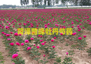 观赏芍药花苗哪里有卖的？重瓣芍药花苗哪里可以买到？