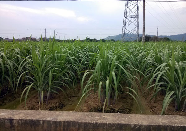 北方种植甘蔗.jpg