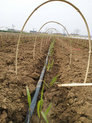 北方甘蔗如何种植方法？北方甘蔗种植技术介绍
