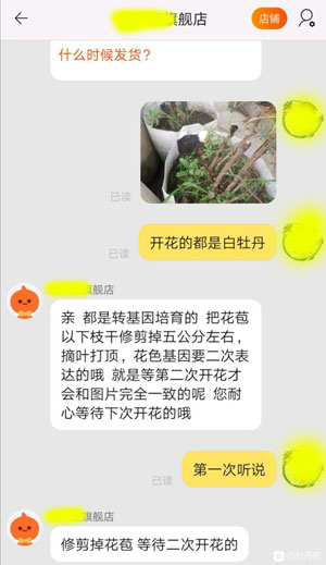 牡丹一开始开花是白色？胡扯！