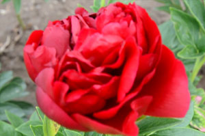 【视频】大红芍药哪个品种好？看这个大红色芍药花开的多鲜艳！