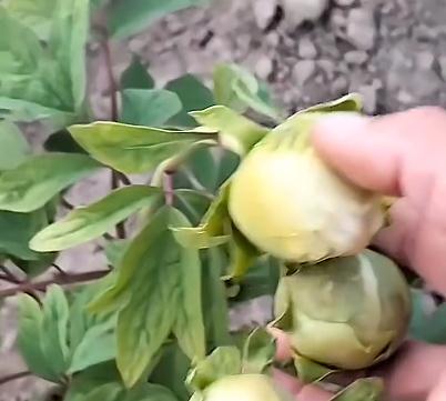 【视频】绿牡丹春柳品种实拍
