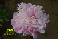 桃花飞雪芍药与种生粉区别