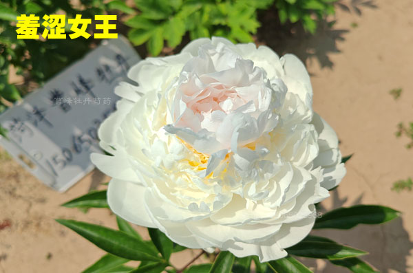 羞涩女王.jpg