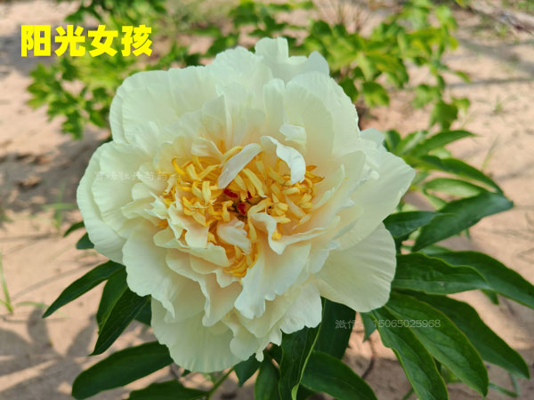 阳光女孩01.jpg