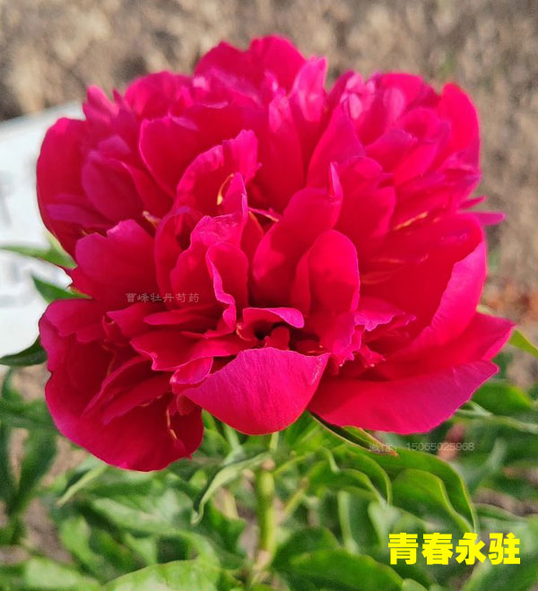 青春永驻芍药图片.jpg