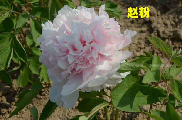 赵粉.jpg