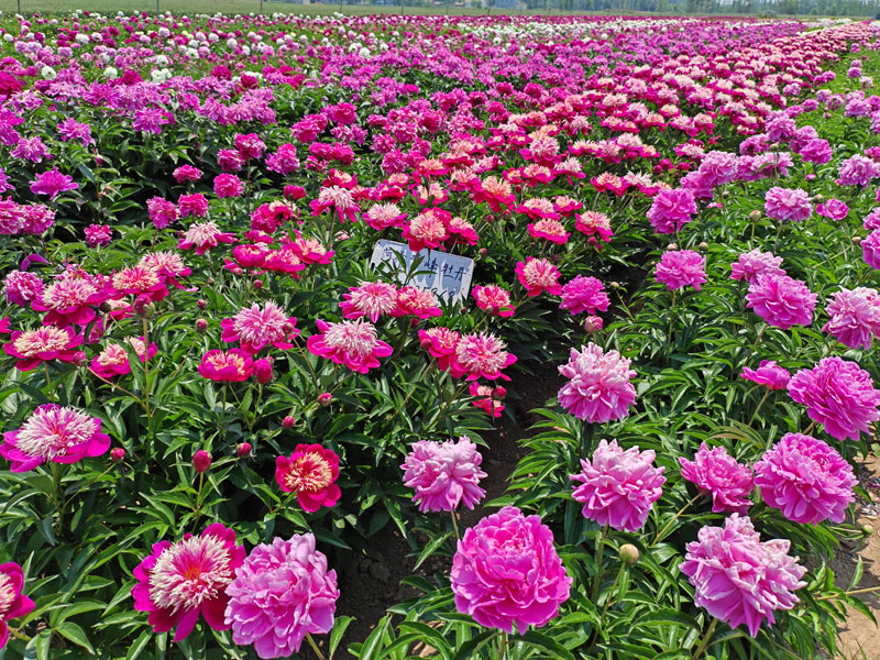 2026年芍药花苗预售价格表