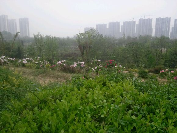 菏泽牡丹