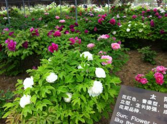 2015菏泽国际牡丹花会