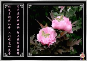 关于“牡丹”的古诗词
