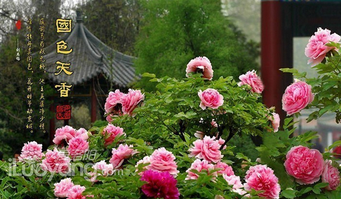 洛阳牡丹节