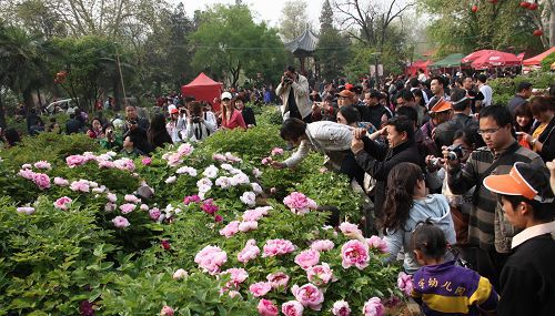 2016洛阳牡丹花会