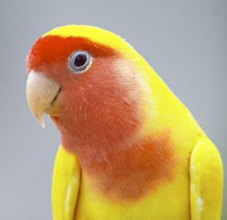 黄桃脸牡丹鹦鹉