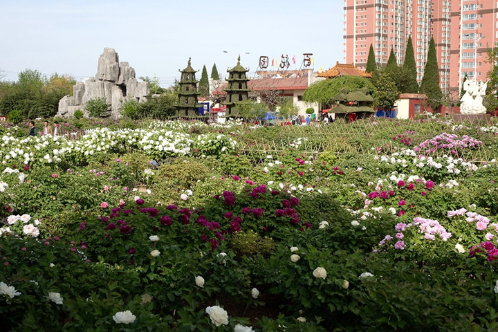 "个人认为来看牡丹此园是最值得的_百花园"的评论图片