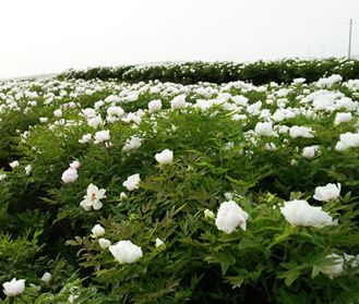 油用牡丹种植的7大重点