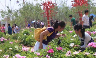 菏泽牡丹节期间13条最佳旅游线路