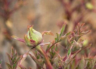 菏泽牡丹节：3月底菏泽大田牡丹将逐次开放