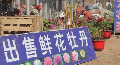 菏泽催花牡丹本地市场饱和 外地市场有待开发